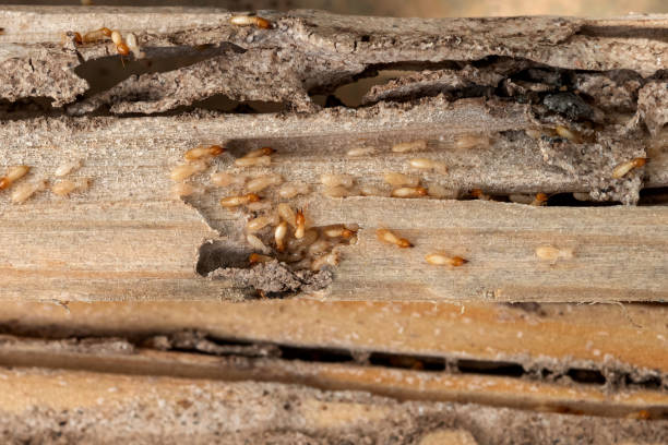 Best Best Pest Control Companies  in Carthage, MO