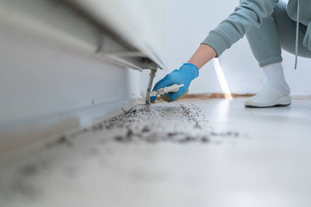 Best Rat Extermination Near Me  in Carthage, MO